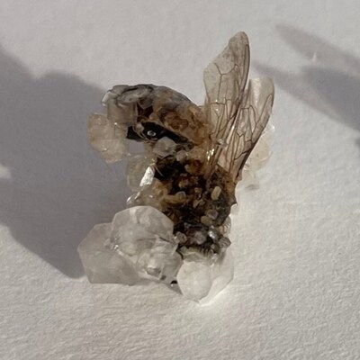 Crystallized Bee Crystal Bug Insect Wings Honeybee - Etsy