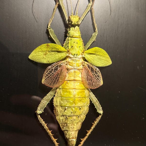 RARE: Giant Malaysian Jungle Nymph SPREAD Big Real Huge Leaf Insect Bug ...