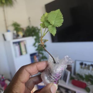 Beverly adicionaram uma foto da sua compra
