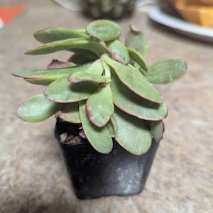Rocco added a photo of their purchase