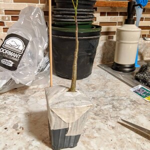 Crystal ha añadido una foto de su compra