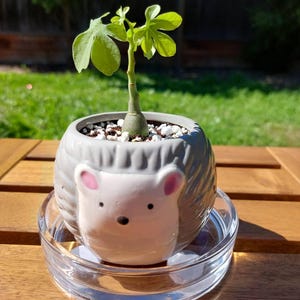 Anna added a photo of their purchase