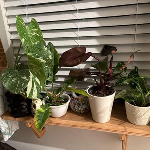 Cranberry added a photo of their purchase