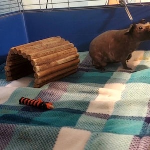 Izekial added a photo of their purchase