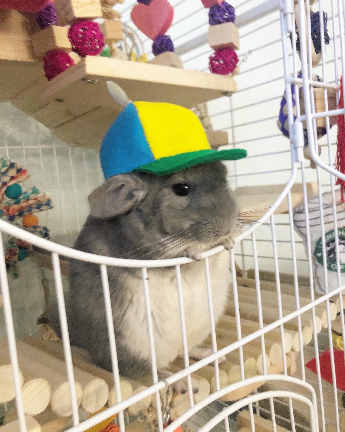 Customer photo of a pet with the Beanie Hat / Propeller Helicopter hat for Cat