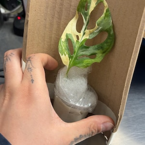 Alexis added a photo of their purchase