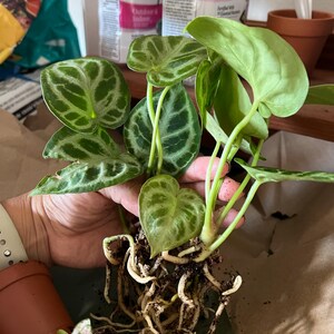Anthurium Doroyaki Silver 2” Plant **(ALL Plants Require You