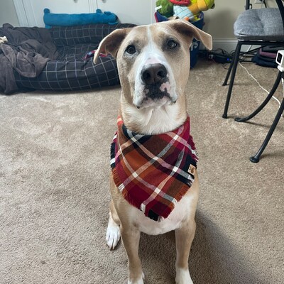Dog Scarf Plaid Dog Scarf Fall Plaid Scarf Fall Bandana Dog Flannel Dog