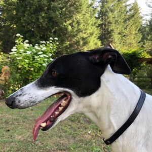 whippet tag collar