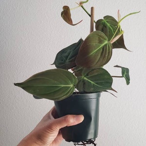 Arlyn added a photo of their purchase
