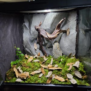 Froggiest ha añadido una foto de su compra