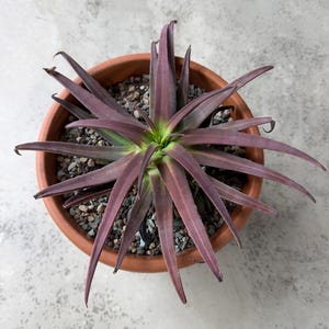 1g Agave Nizandensis: Rare Spineless Container Agave - Etsy