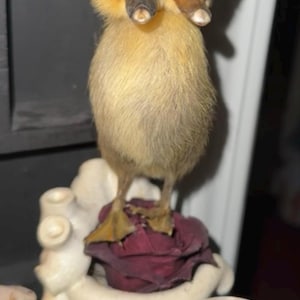 Lucas さんが購入した商品の写真を追加しました