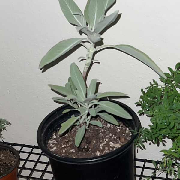Muicle Mexican Honeysuckle Live Plant in Quart Container Justicia