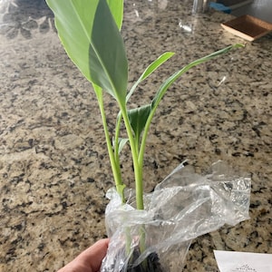 Blue Java Banana Tree Ice Cream Banana Plant Starter Fruit Tree Live ...