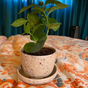 Pamela added a photo of their purchase
