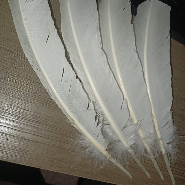Natural Turkey White Feathers Set Craft Turkey Feathers Real Bird Stock  Photo by ©nanka-photo 213275716