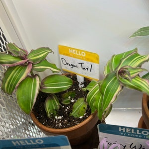 Tradescantia Blossfeldiana Aurea limelight 15 - Etsy