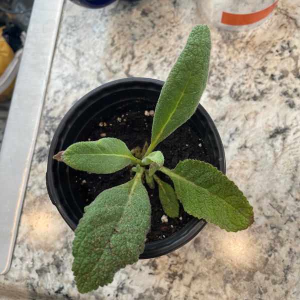 thumbnail image 2 of Broad-leaved Plantain Seeds – Plantago Major – 50+ Heirloom Seeds From Hungary (E 037) 2 of 3