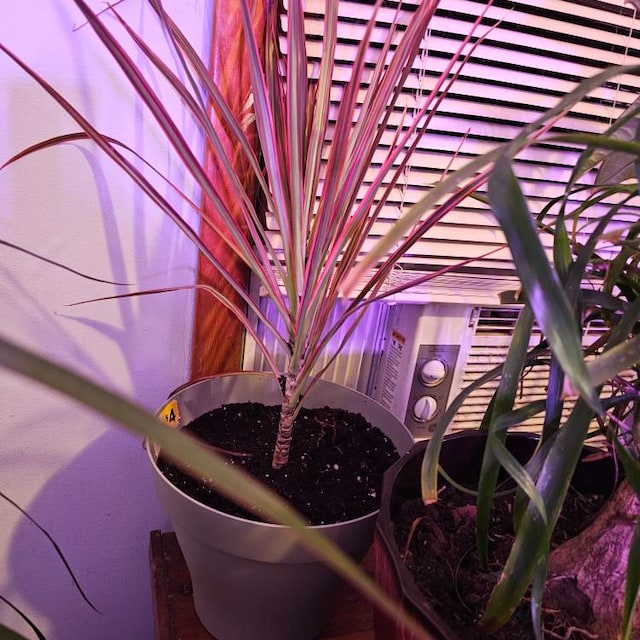 efeutute lemon Epipremnum Aureum 'Neon' (Efeutute) – Foliage Dreams main image 0