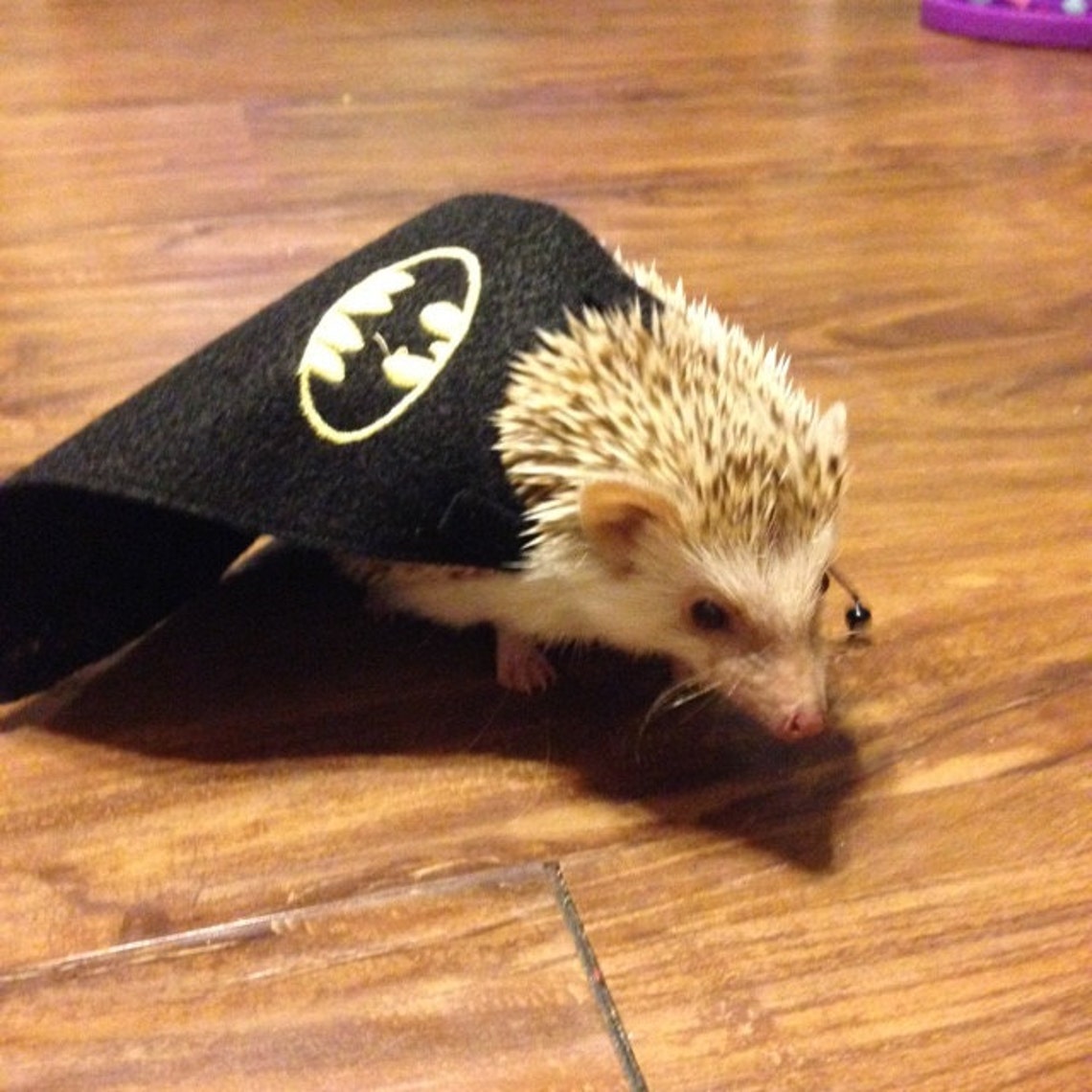 Customer photo of a pet with the Super cape small pets costume Hedgehog Vogue