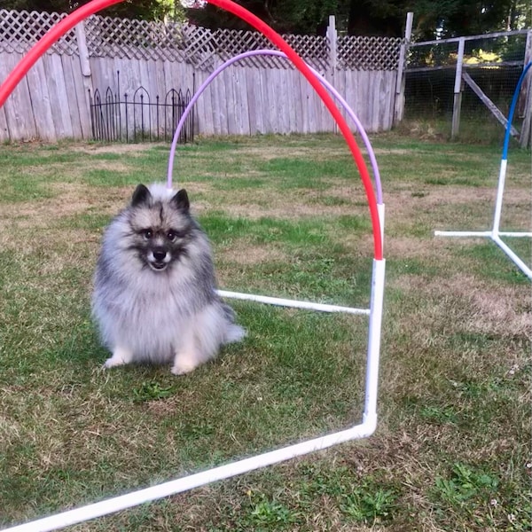 Ama-zing Dog Agility Training Weave Poles Straight, Slanted, Channeled ...