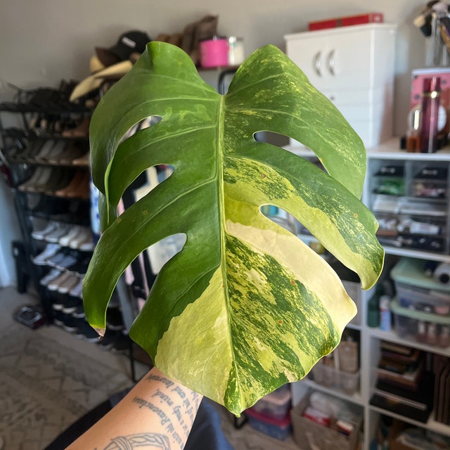 Maaa¨̮⑅パクパクモンスターオーダー☆完成☆ ひまわりモンちゃんデザイン Variegated Monstera Borsigiana Aurea Live Plant - Monstera Aurea