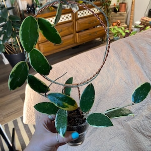 Lori added a photo of their purchase