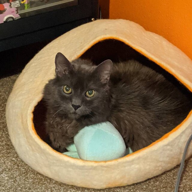 Wooly Bowls Modern Wool Cat Beds by WoolyBowls on Etsy