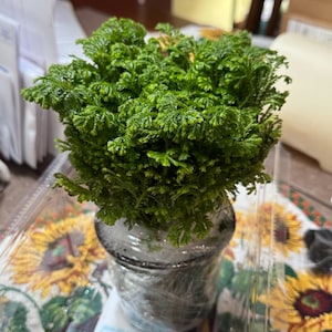 Terence さんが購入した商品の写真を追加しました