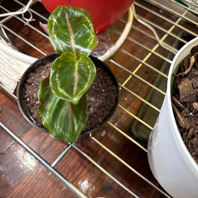 Calathea Red Mojo Starter Plant (ALL STARTER PLANTS Require You to Purchase  2 Plants!) - Etsy
