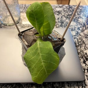 Deserea added a photo of their purchase