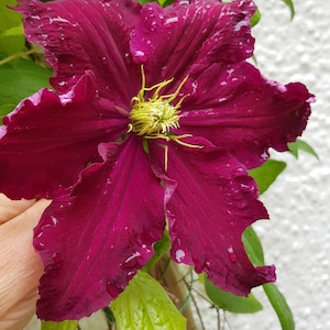 Comprador de Etsy ha añadido una foto de su compra