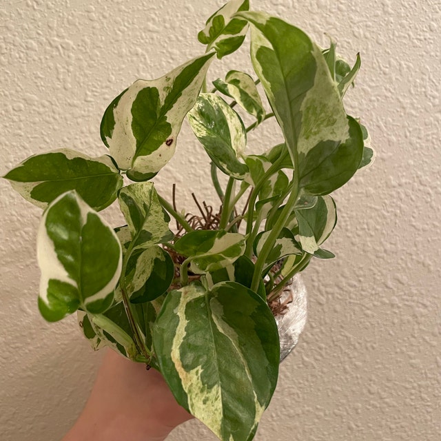 Epipremnum Aureum Glacier - Rare Pothos Variety - Variegated Mini