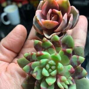 rare Korean import Echeveria Bloody Yan Plants Outdoor & Gardening ...