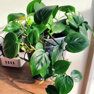 Vaso per orchidee con fori per interni in plastica trasparente (11,4 cm