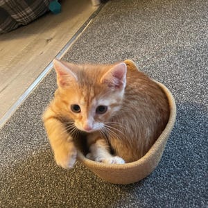 Julie a ajouté une photo de son achat