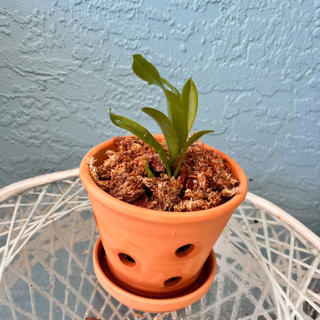 Leomezia Lava Burst, Miniature Orchid Shipped in 2.5