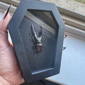 Lauren added a photo of their purchase