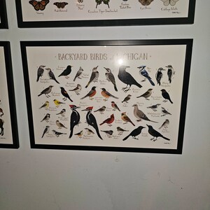 ミシガン州の裏庭の鳥のフィールドガイドアートプリント / 水彩画