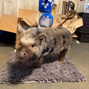 Gracie added a photo of their purchase