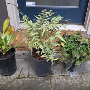 Dominique added a photo of their purchase