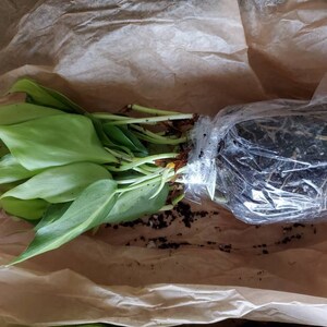 Z. O. added a photo of their purchase