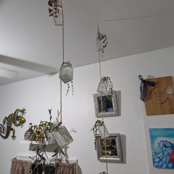 20 Trailing Succulent Strings With 7 Varieties, String of Pearl, String ...