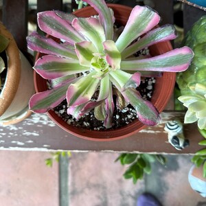 Debbie added a photo of their purchase