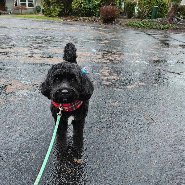 Red Tartan Flannel Infinity Scarf: Royal Stewart Plaid