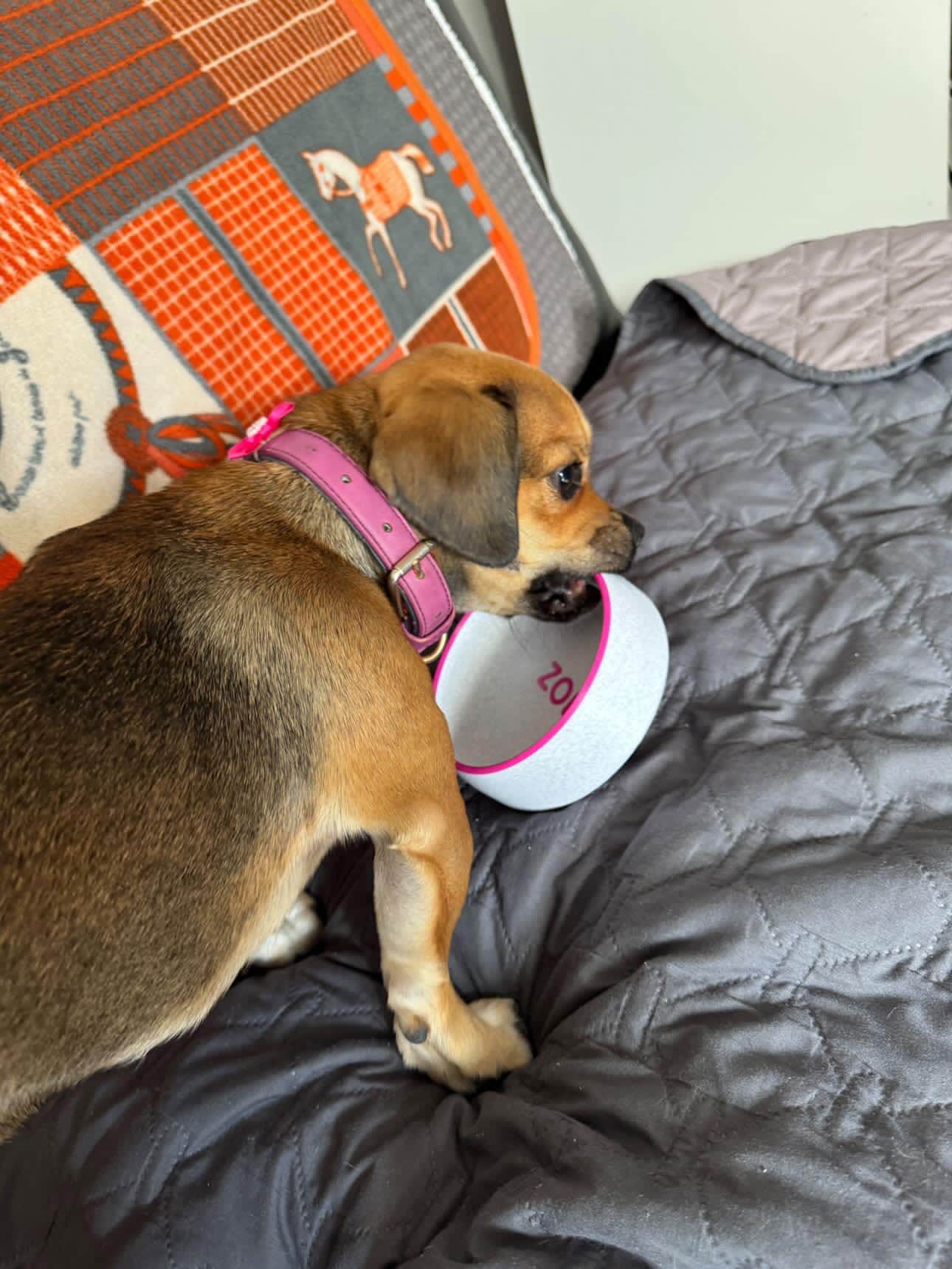 Personalized Dog Bowl with Name