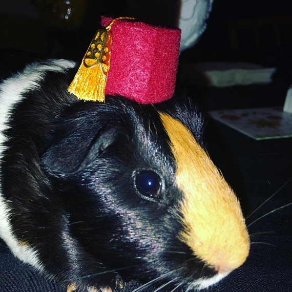 Customer photo of a pet with the Fez Hat mini small pet Cat Dog Hedgehog Vogue