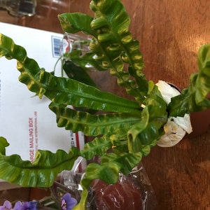 Samantha added a photo of their purchase