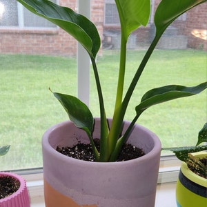 Holly added a photo of their purchase